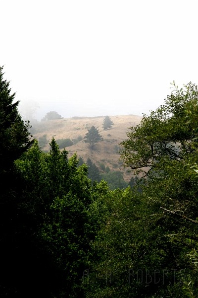 sfhills1.jpg - The daytime fog rolls over the hills outside San Francisco.